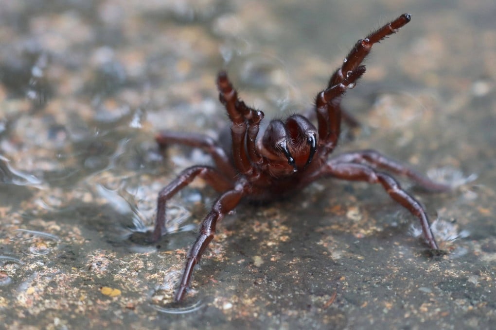 The Sydney funnel-web spider can kill someone within an hour. But one spider hunter is helping efforts to produce an antidote to the spider’s venom. Photo: Australian Reptile Park/AFP