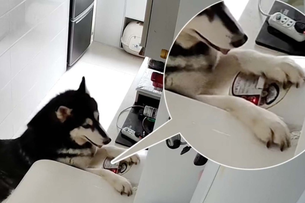 A husky turns on a rice cooker to prepare a meal while his owner is out running errands. Photo: Douyin