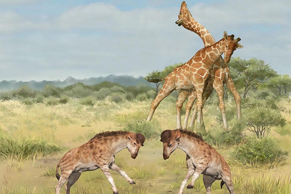 Illustration compares males of the ancient giraffoid species butting heads (foreground) with modern giraffe males fighting (background). Illustration: Wang Yu and Guo Xiaocong