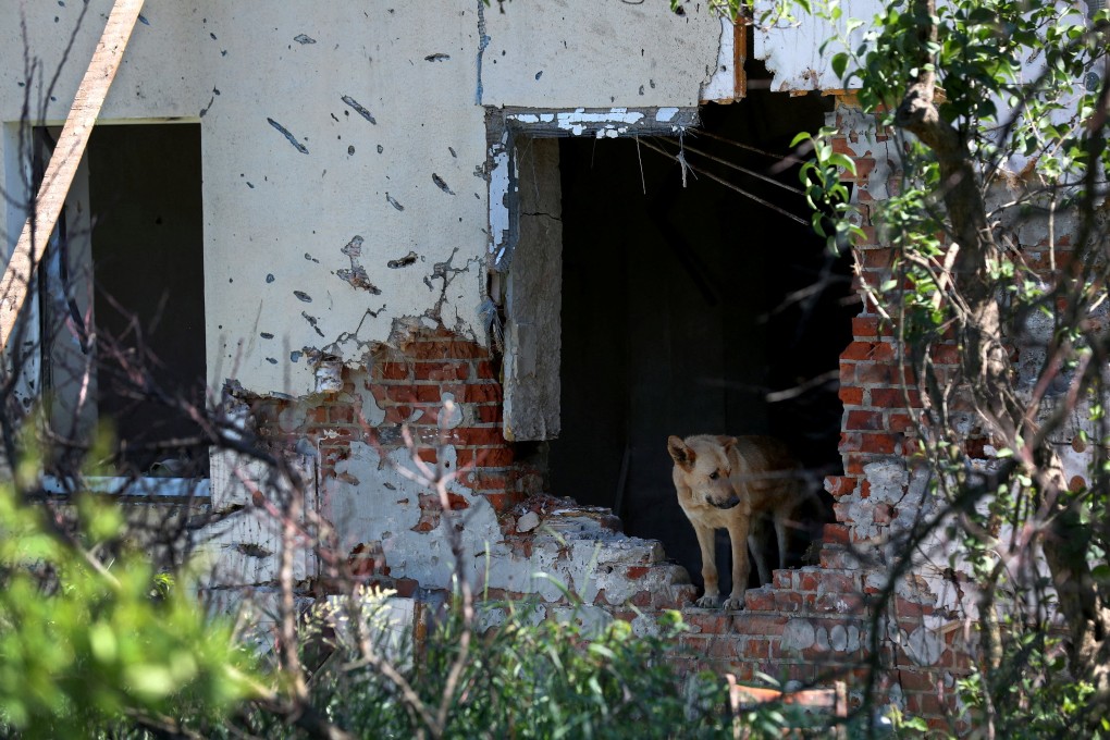 A dog stands in a damaged house on the outskirts of Kharkiv, Ukraine, on June 6, as the war continues. Photo: Reuters