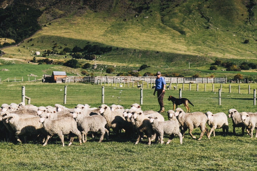 New Zealand plans to charge farmers for sheep and cow burps to 