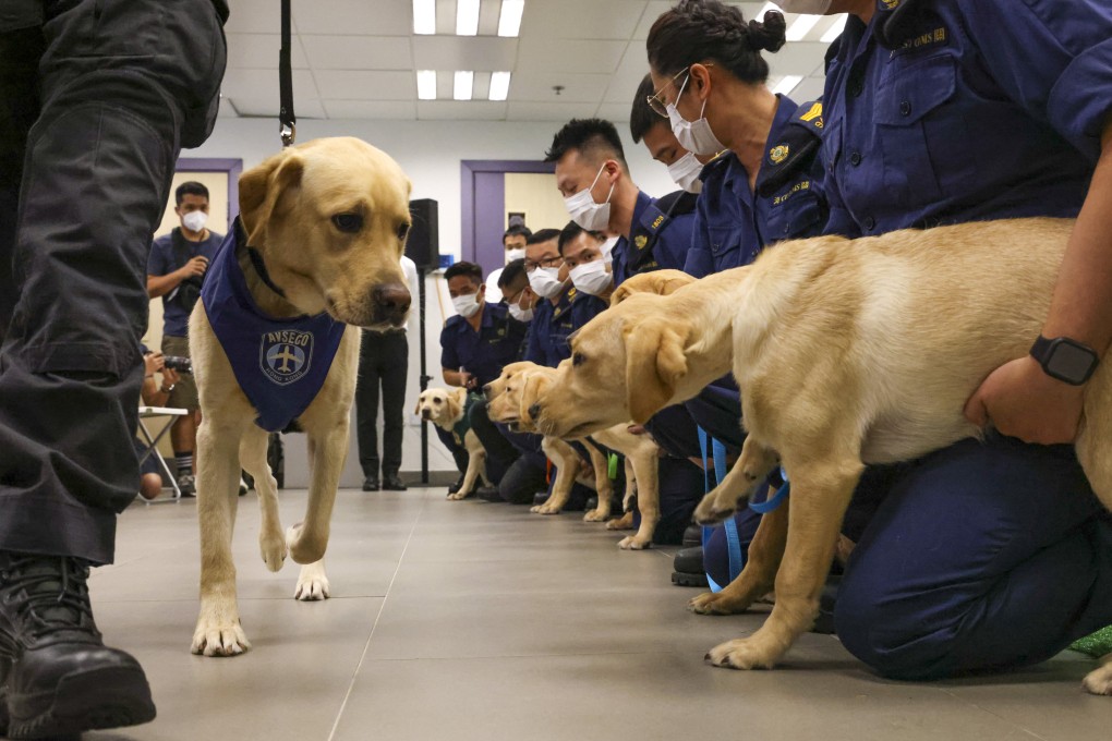 Labrador puppies bred under a joint programme to serve as detection dogs. Photo: Dickson Lee
