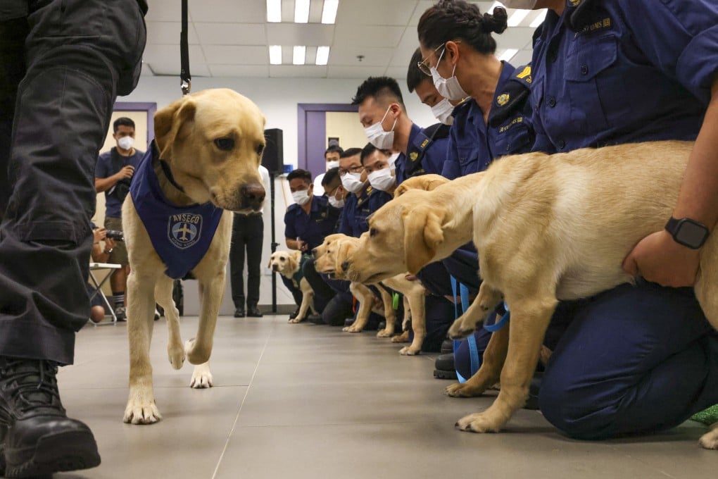 Labrador puppies bred under a joint programme to serve as detection dogs. Photo: Dickson Lee