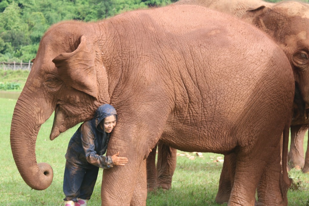 Elephant Nature Park founder Saengduean “Lek” Chailert with one of its 114 residents. Volunteers can work for up to two week at the park in northern  Thailand. Photo: Thomas Bird