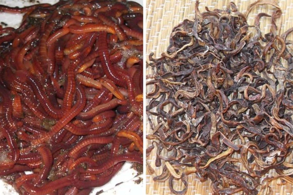 Demand for dried earthworms has caused huge price rises in China and prompted people to use gadgets to electrocute worms in the ground. Photo: Handout