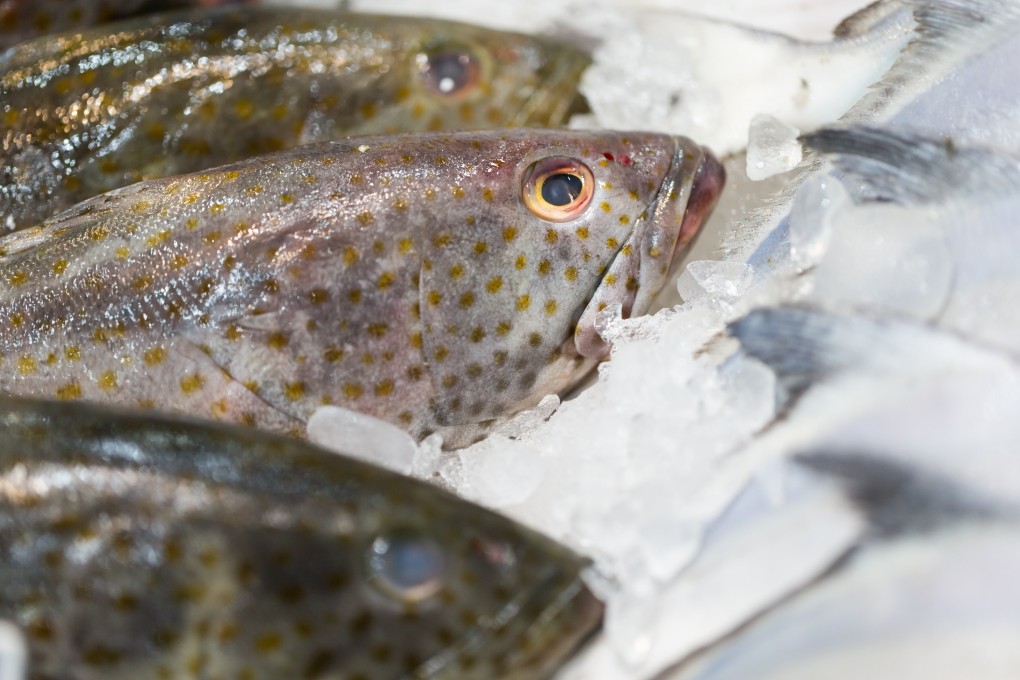Taiwan’s authorities say Beijing’s ban on grouper imports from the island is politically motivated to ramp up pressure on Taiwan. Photo: Shutterstock