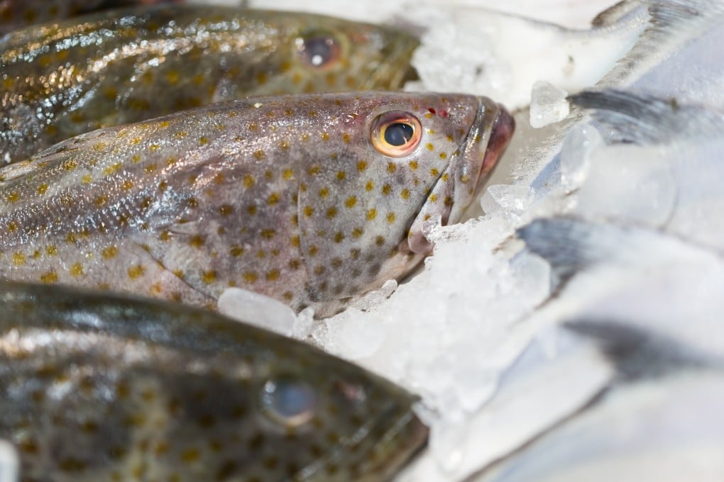 Taiwan’s authorities say Beijing’s ban on grouper imports from the island is politically motivated to ramp up pressure on Taiwan. Photo: Shutterstock