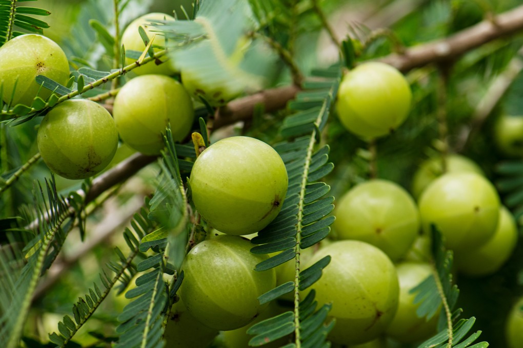 Amla, or Indian gooseberry, is widely used in Ayurvedic medicine. Now it is being hailed as a new superfood. Photo: Shutterstock