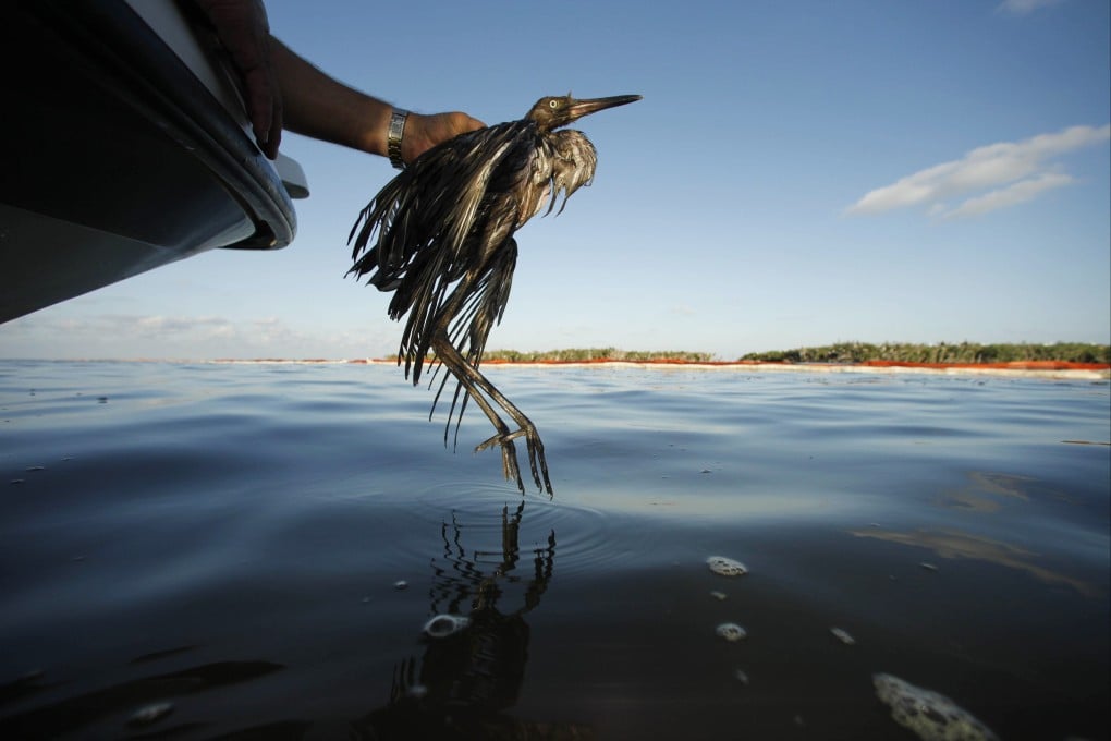 A heavily oiled bird is rescued from waters affected by the Deepwater Horizon oil spill, in June 2010. Photo: AP