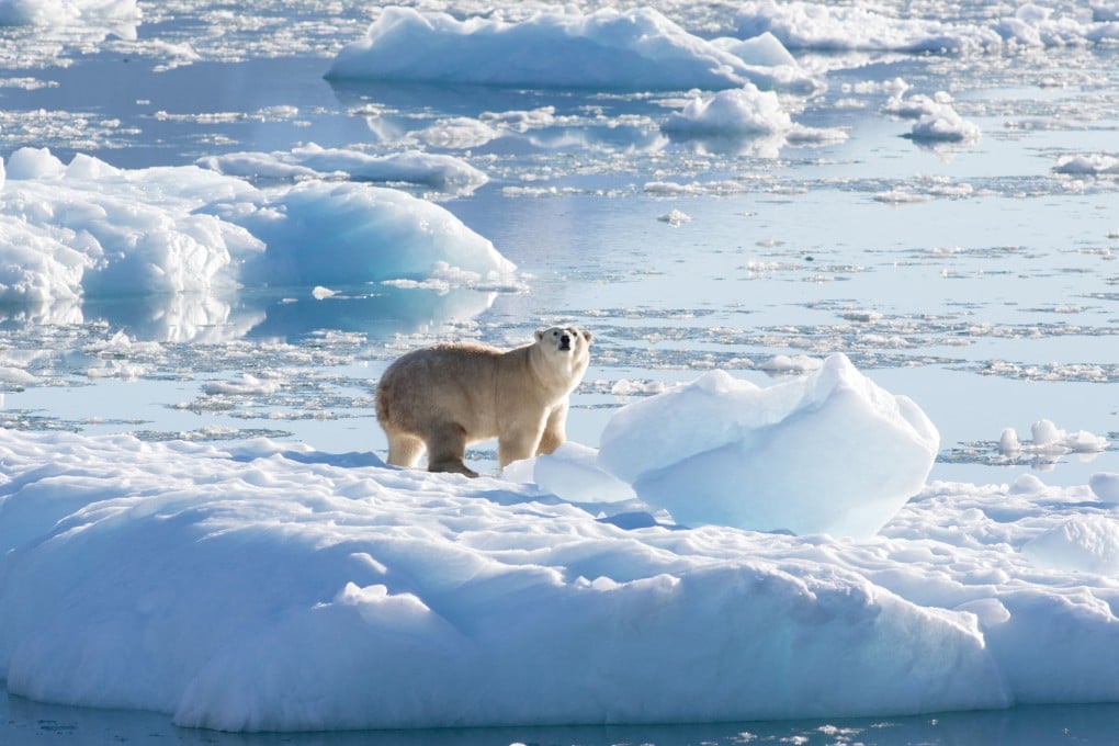 A southeast Greenland polar bear is seen on glacier, or freshwater, ice in September 2016. Photo: Nasa, Oceans Melting Greenland via Reuters
