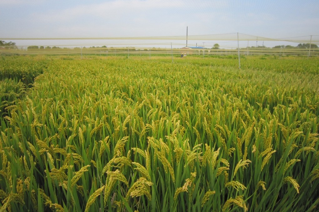 Rising temperatures as a result of climate change are threatening the security of vital crops like rice. Photo: Handout.