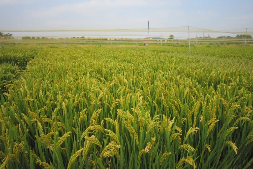 Rising temperatures as a result of climate change are threatening the security of vital crops like rice. Photo: Handout.
