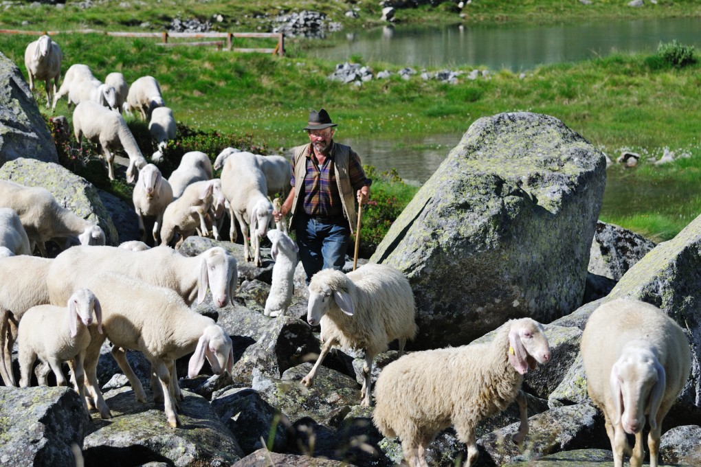 Sheep have powers of premonition that could warn us of earthquakes, a recent experiment showed - proof that humans should tap non-human intelligence, argues writer and artist James Bridle. Photo: Getty Images