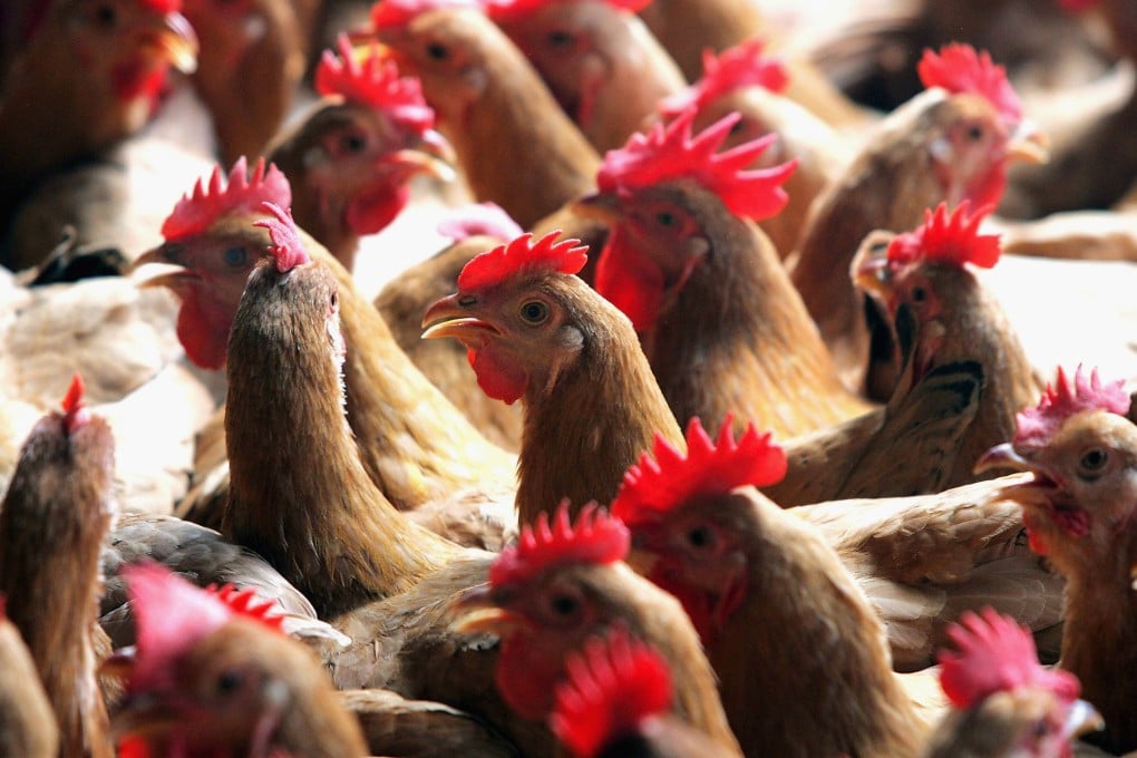 A new study offers a theory about where and how chickens were first domesticated. Photo: Getty Images
