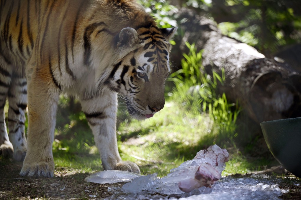 Yuri, a Siberian tiger, inspects a frozen bone and ice after dumping it from a bucket while keeping cool at Denver Zoo in Colorado, US on Thursday. Photo: Denver Post / TNS