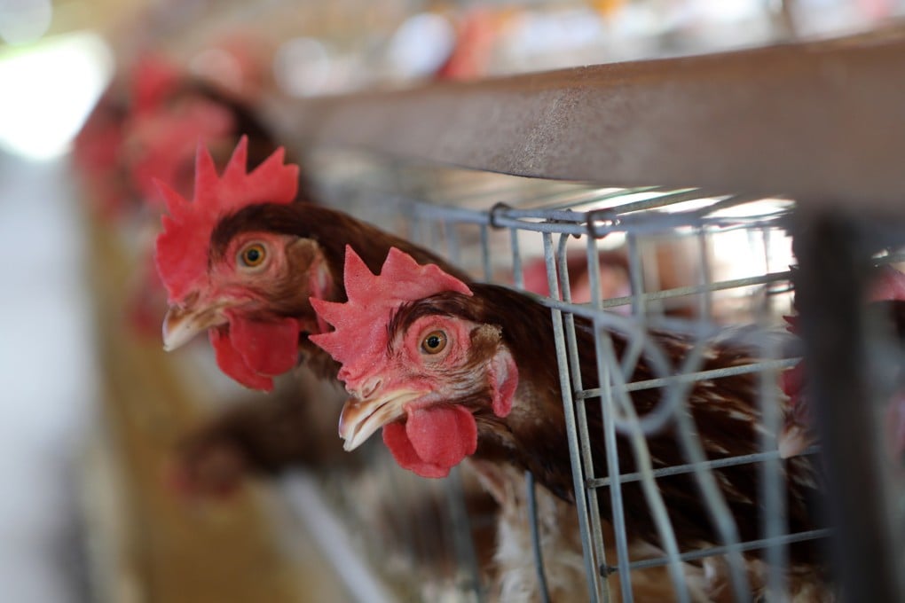 Hens look out from a coop at a chicken farm in Aceh Besar. Indonesia produces between 55 million to 60 million chickens per week. Photo: EPA-EFE