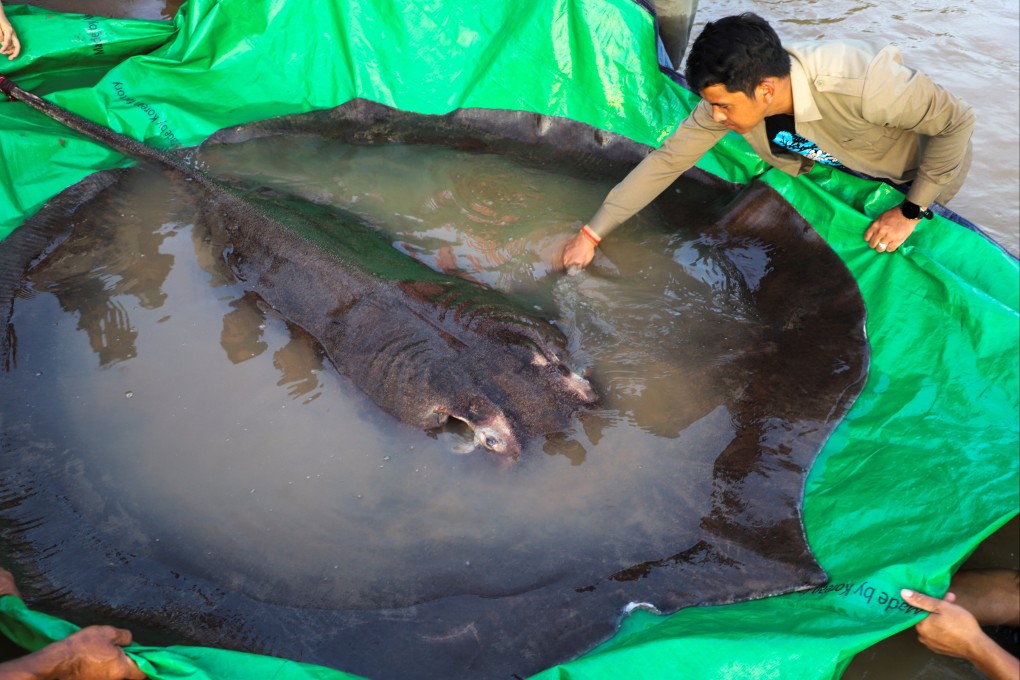 The world’s biggest freshwater fish, a giant stingray that weighs 300kg, was caught in Cambodia. Photo: Reuters
