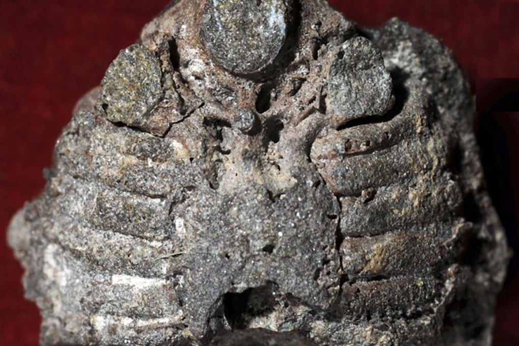 A fossilised braincase revealed proof that our middle ears evolved from fish gills. Photo: Frontiersin.org