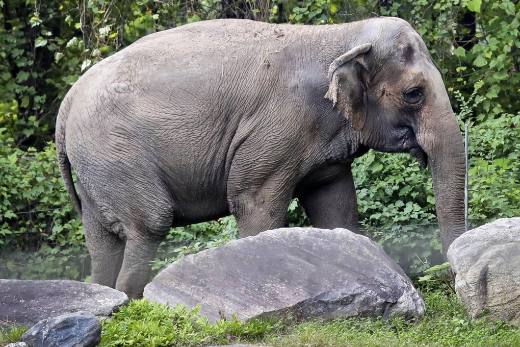 The elephant Happy strolls inside its habitat in the Bronx Zoo on October 2, 2018. New York’s top court has rejected an effort to free Happy from the zoo, ruling that it does not meet the definition of a person who is being illegally confined. Photo: AP