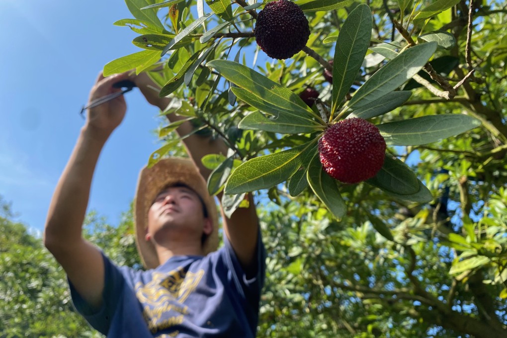 Jiang Jiaqi shoots videos for his Douyin account while gathering fruit on China’s eastern Xishan Island.  Photo: Yaling Jiang