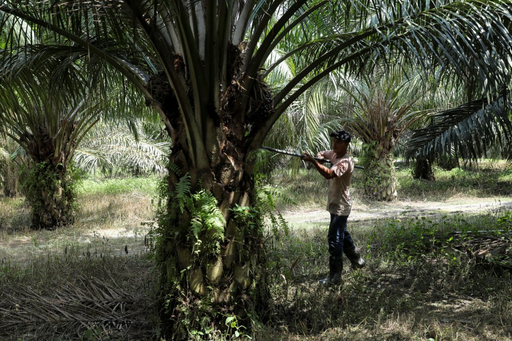 A worker harvests palm oil fruits at a plantation in Selangor’s Banting, Malaysia. Photo: Reuters