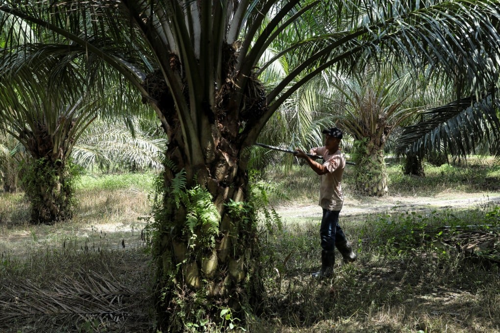A worker harvests palm oil fruits at a plantation in Selangor’s Banting, Malaysia. Photo: Reuters