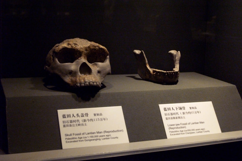 Casts of Lantian Man fossils at the Shaanxi History Museum in China. Photo: Wikipedia