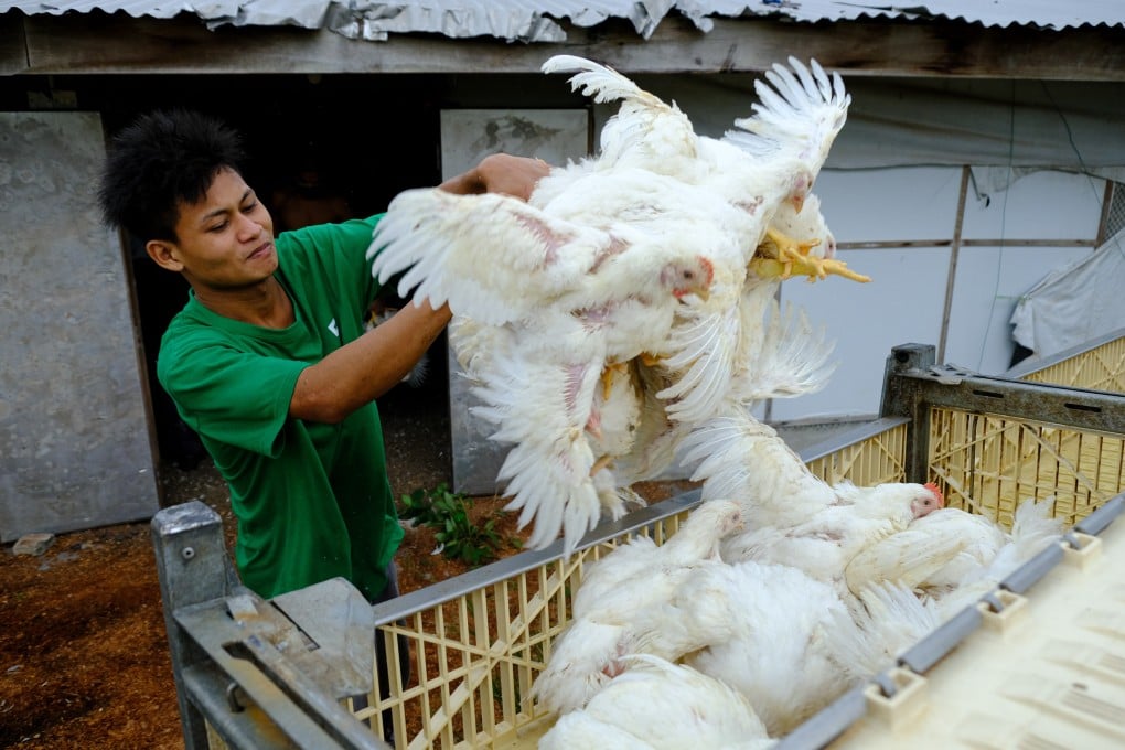 A farmworker in Malaysia loads chickens for export to Singapore. The suspension of exports caused a flap in the city state where chicken rice is almost a national dish. Photo: Bloomberg