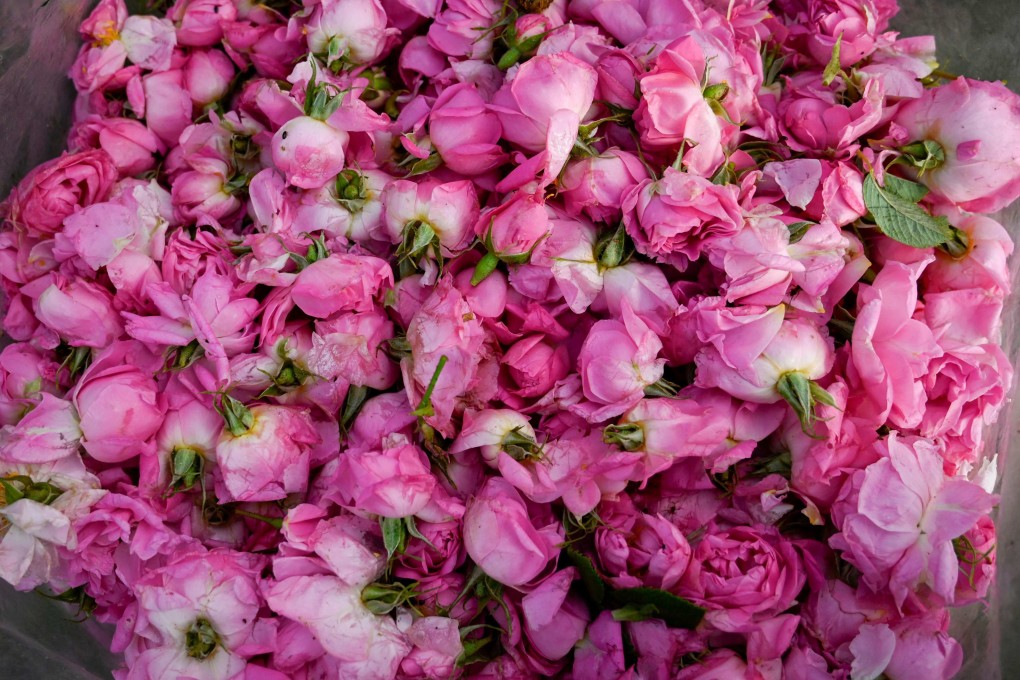 Damask roses for Bulgaria’s rose oil that is so precious it’s called “liquid gold”. Photo: AFP