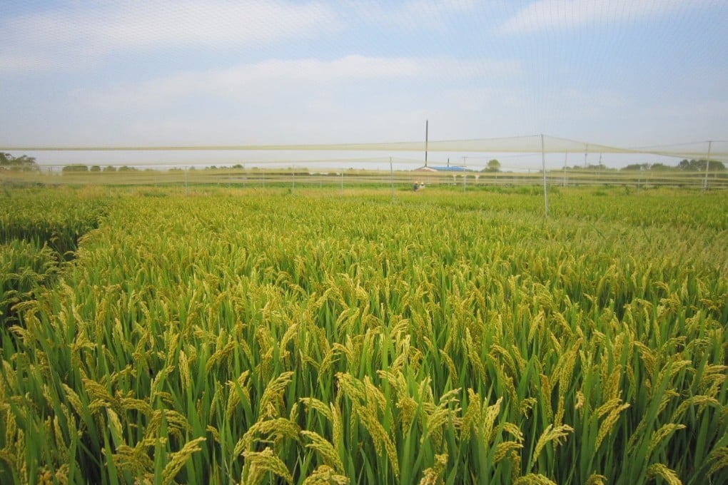 South Asian countries could experience a 10 to 18 per cent reduction in yields of rice crops by 2050, a study showed. Photo: Handout