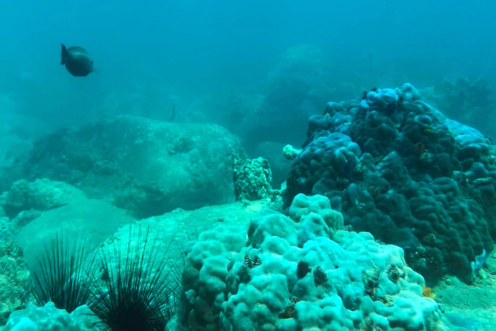 Part of the he seabed off Hon Mun island in Vietnam’s Nha Trang Bay, where authorities have banned swimming and scuba diving in an attempt to reverse damage to coral reefs. Photo: AFP