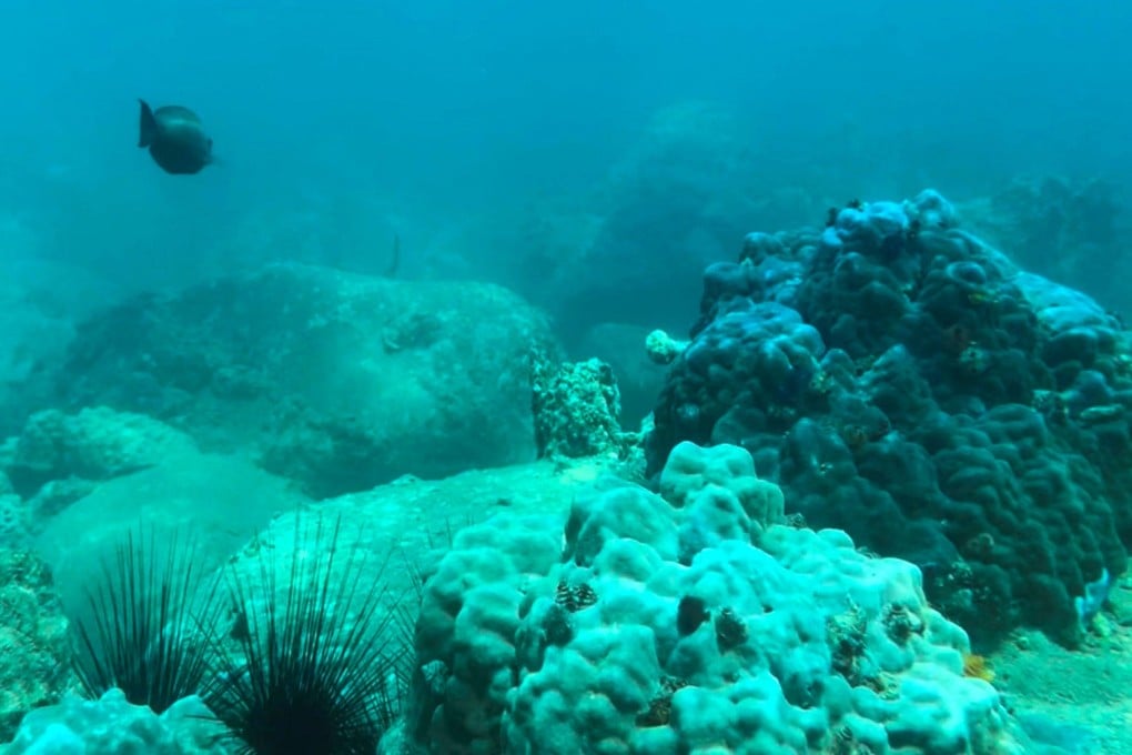 Part of the he seabed off Hon Mun island in Vietnam’s Nha Trang Bay, where authorities have banned swimming and scuba diving in an attempt to reverse damage to coral reefs. Photo: AFP