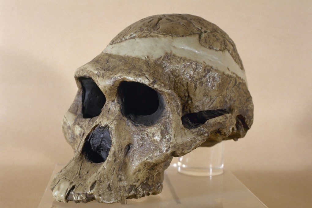 Mrs Ples, the most complete skull of an Australopithecus africanus ever discovered, was previously thought to be between 2.1 and 2.6 million years old. Photo: Prisma/UIG/Getty