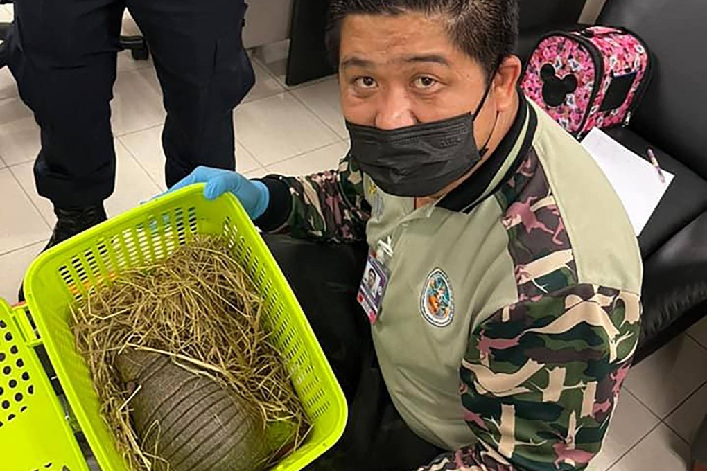 An official with an armadillo rescued after being found in the women’s luggage at Bangkok airport. Photo: DNP/AFP