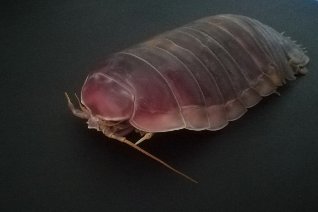 The team sequenced the genome of Bathynomus jamesi – a giant isopod – for the study. Photo: Institute of Oceanology, Chinese Academy of Sciences