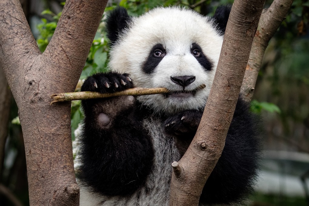 The giant panda’s false thumb is “not the most elegant or dexterous”, but it has played an essential role in the bears’ survival, according to scientists. Photo: Sharon Fisher