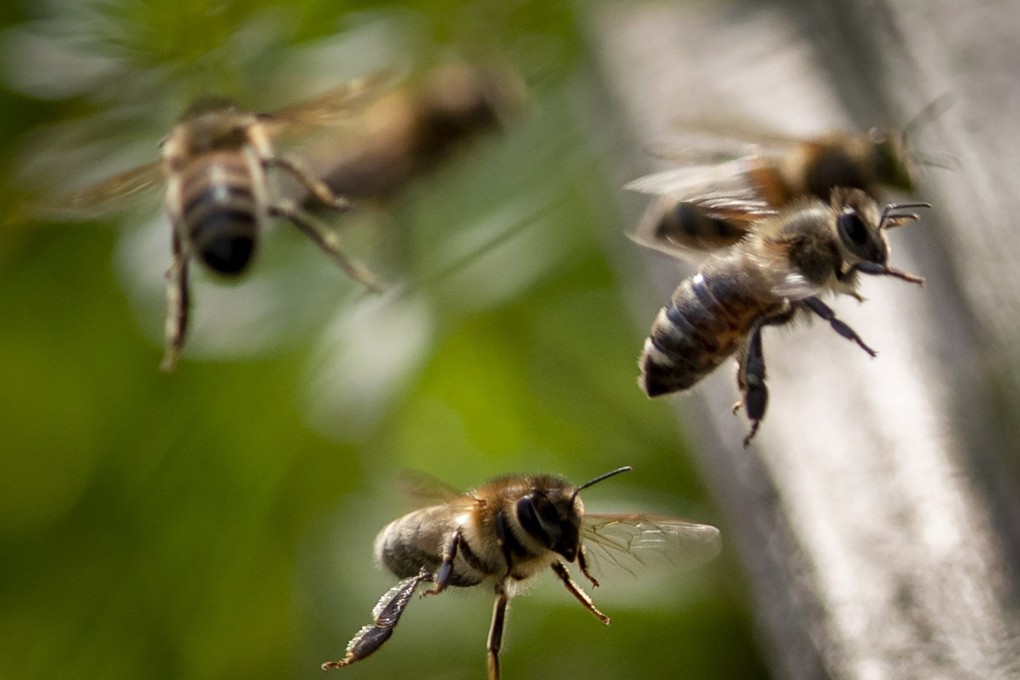 Bees fly near a beehive. Millions escaped when a truck crashed in Utah, US. File photo: AP