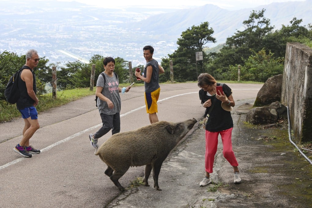 Wild boars are causing a nuisance in Hong Kong. Photo: May Tse