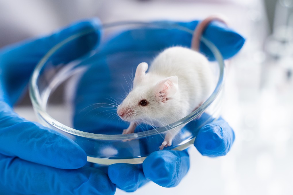 The scientists created 75 cloned mice, not pictured, from cells that had been freeze-dried. Photo: Shutterstock