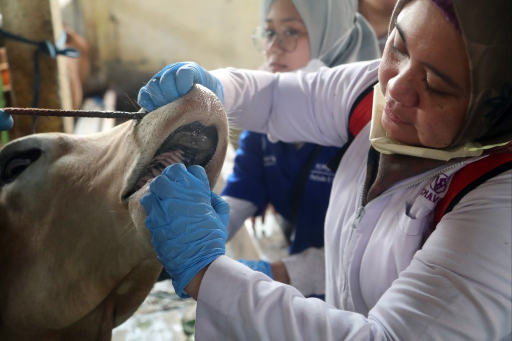 A veterinarian checks a cow’s mouth before injecting a dose of foot-and-mouth vaccine at a farm in Bogor, Indonesia’s West Java. Photo: EPA-EFE