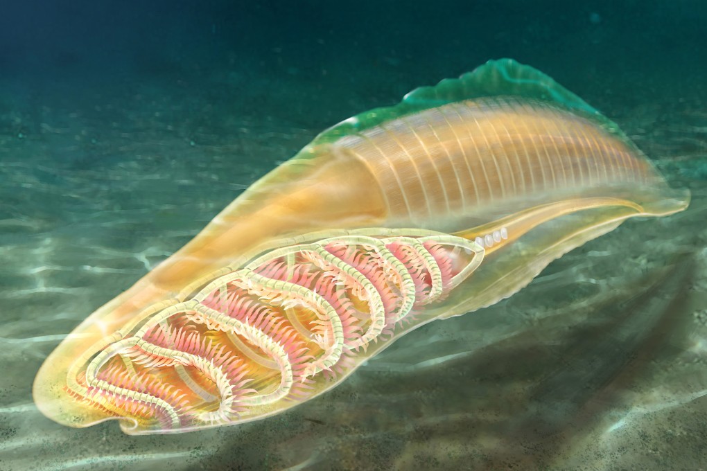 An artistic reconstruction of the yunnanozoan from the Cambrian Chengjiang Fossil Site. Image: Yang Dinghua