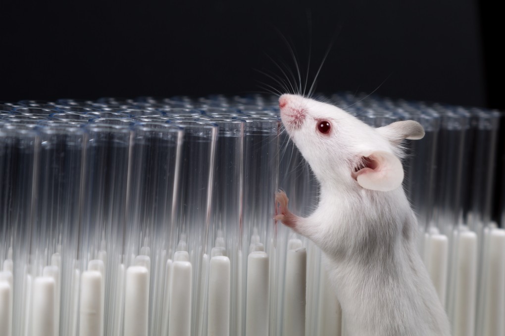 Researchers in China found that the key to achieving pain relief in mice through sound was to keep the volume at a “sweet spot” 5 decibels louder than the ambient noise level. Photo: Shutterstock