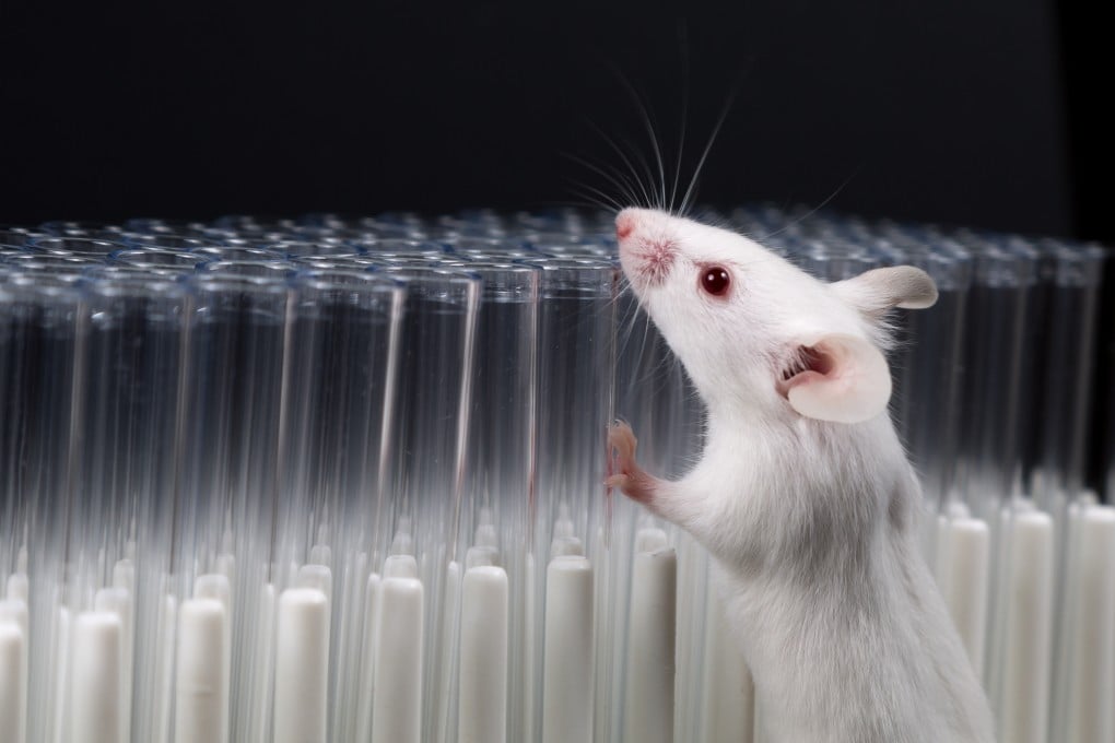 Researchers in China found that the key to achieving pain relief in mice through sound was to keep the volume at a “sweet spot” 5 decibels louder than the ambient noise level. Photo: Shutterstock