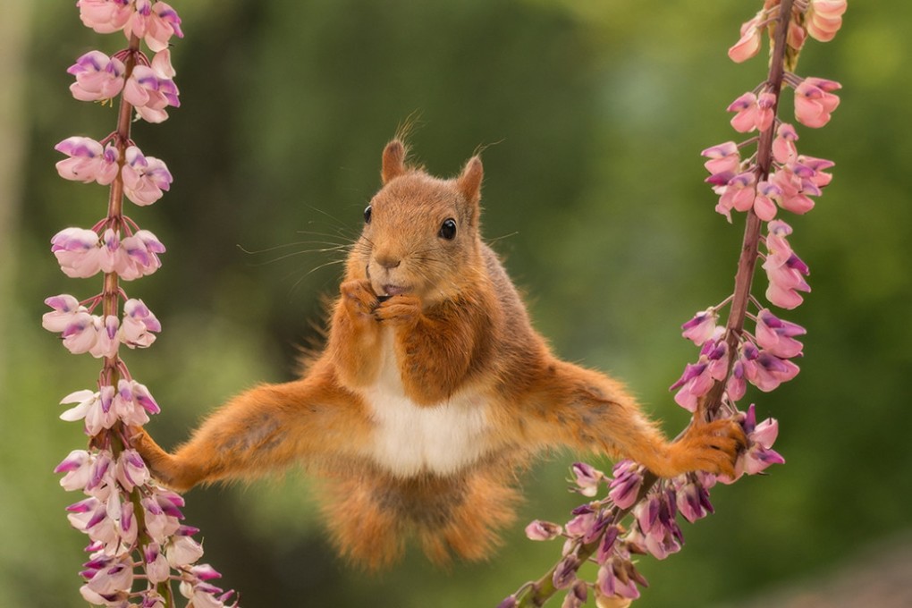 UK’s native red squirrels numbers are rapidly dwindling because of grey squirrels from US. Photo: Geert Weggen