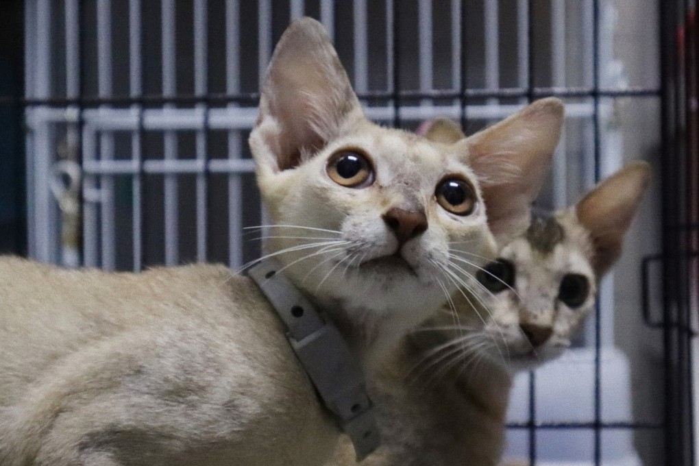 Two cats have been rescued after being found abandoned in a crate in the sun in a street in Hong Kong. Photo: SPCA
