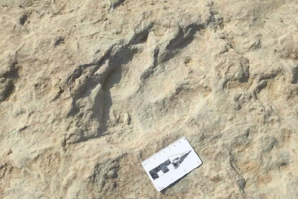 A large amount of dinosaur footprints were recently discovered in China. Photo: Weibo