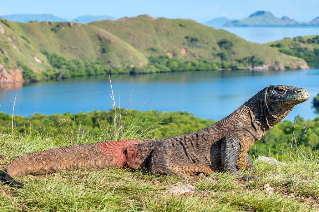 The Indonesian government has put up admission fees to see endangered Komodo dragons in a national park, the only place in the world the giant lizards are found in the wild. Photo: Shutterstock