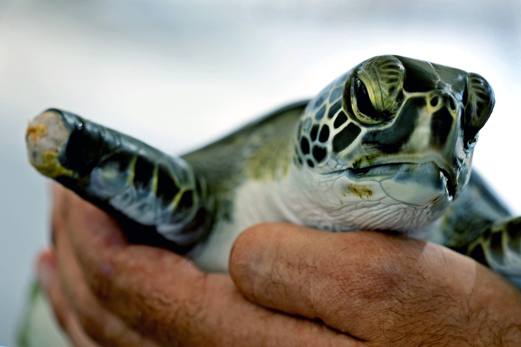 A frustrated fisherman confessed that he stabbed to death dozens of protected sea turtles on a southern Japanese island after they got caught in his fishing nets. Photo: AP/File