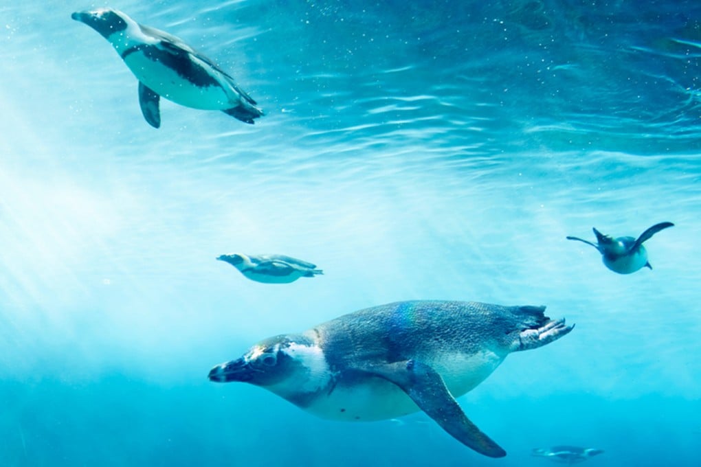 Penguins’ evolution, including using their wings to swim and the ability to dive for a long period on one breath, did not increase their vulnerability to to predators, say researchers. Photo: BGI-Research