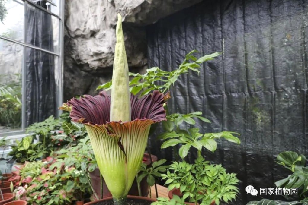 Three titan arums, or “corpse” plants - famed for their size, rarity of blooming and smell - blossomed in the China National Botanical Garden in Beijing this month. Photo: Weibo